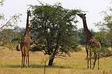 TANZANIA - Serengeti National Park - 467